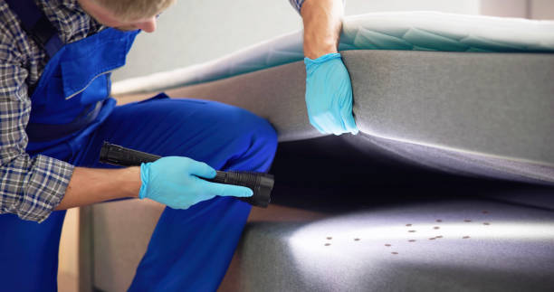 Wasp Removal Services in New Haven, MO