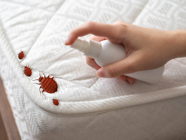 Best Affordable Pest Control Services  in New Haven, MO