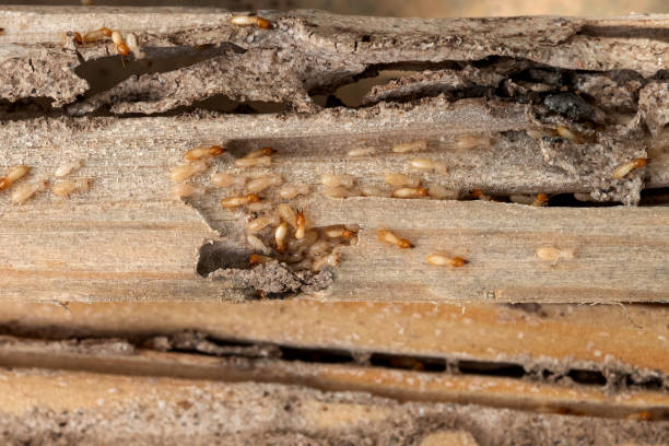 Best Local Pest Control Services  in New Haven, MO